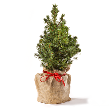 Metropolitan Ervaren persoon Onverenigbaar Mini kerstboom in jute zakje - Groen & duurzaam kerstgeschenk
